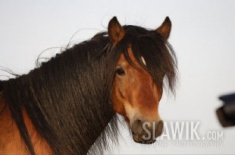 Dartmoor-Pony-35